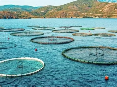 MBBR biofiltras žuvims RAS: kaip jis palaiko stabilią vandens kokybę